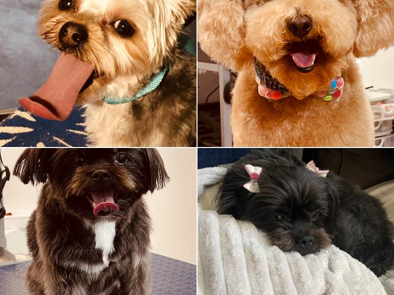 4 Paws Only Grooming LLC