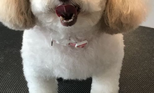 Miss Laurie’s Dog Grooming 225 S Arkansas St, Huntington Texas 75949