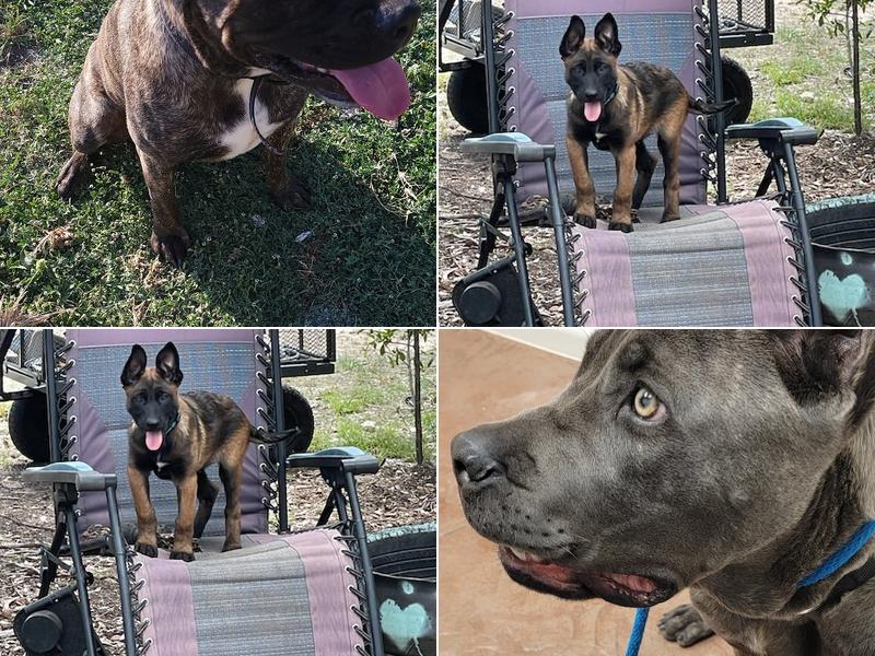 Star K9 Services LLC