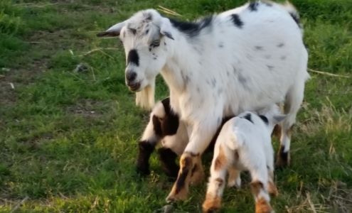 Lone Star Goats