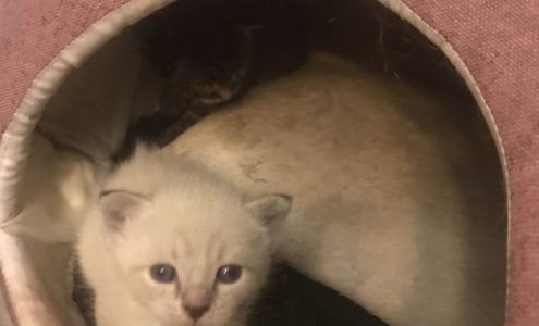 Dr. Timothy Bossetti