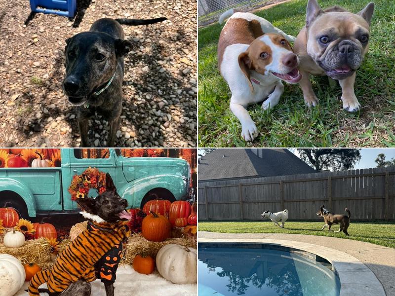 Brazos Paws Pet Resort & Daycare