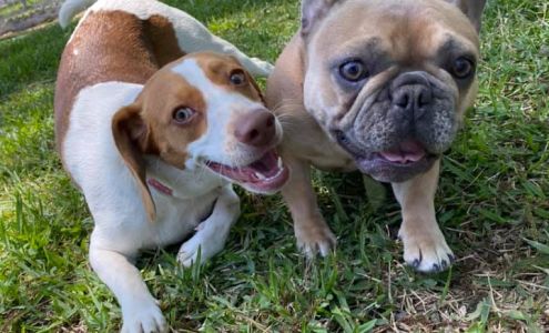 Brazos Paws Pet Resort & Daycare 1500 TX-288 Business, Richwood Texas 77531