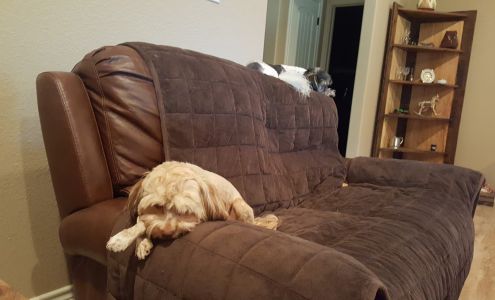 Monica's Pet Care 209 Pine Bluff Ln, Springtown Texas 76082