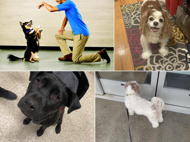 PetSmart Doggie Day Camp