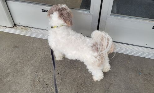 PetSmart Doggie Day Camp