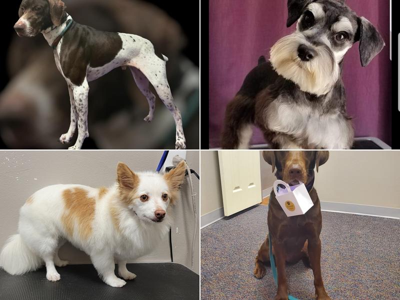 Pawsitively Perfect Grooming