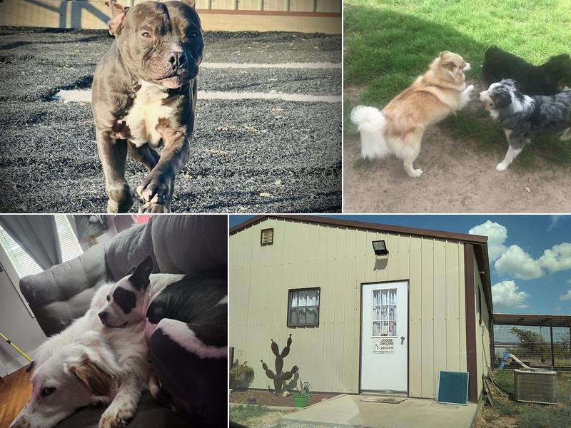 Doggie day care stephenville tx