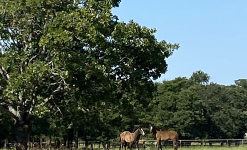 Equiflight - International Horse Transportation Services Collinsville