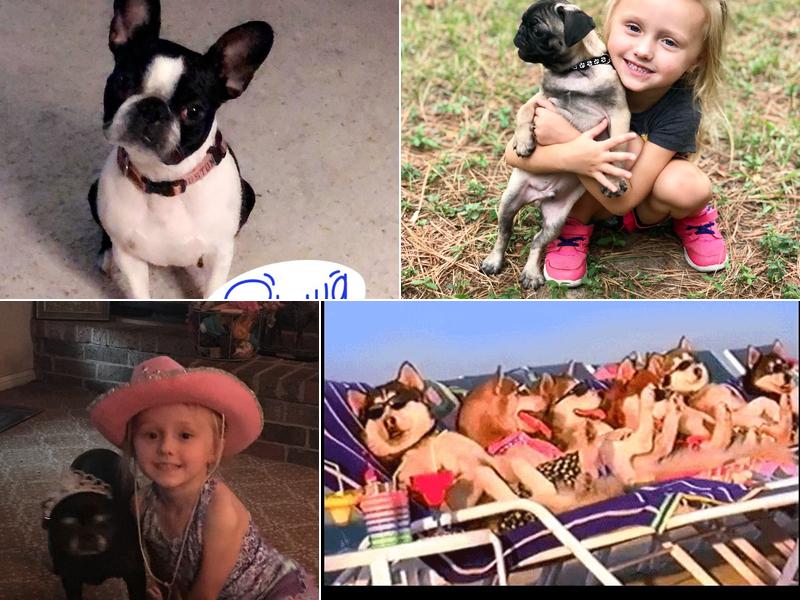 Campbell Farm Kennels