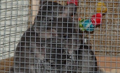 All Critters Great and Small