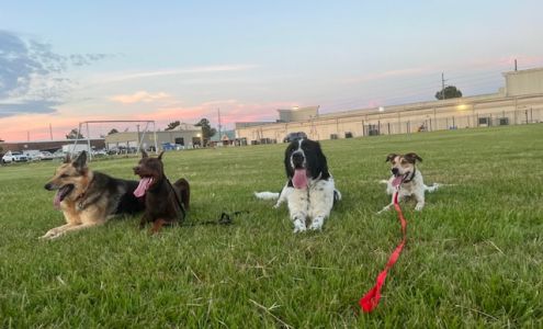 Joyful Tails Dog Training, Katy TX