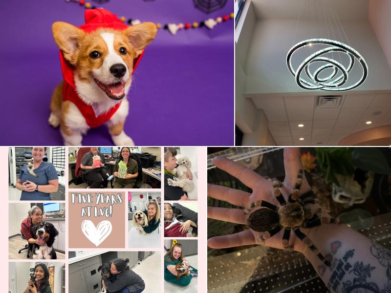 Lakeside Veterinary Care