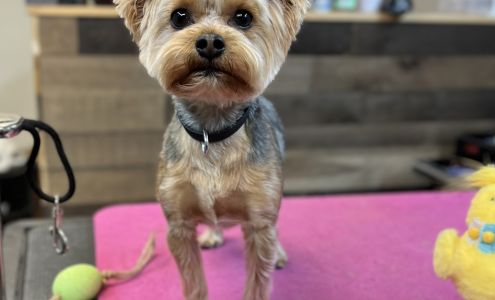 Pawlished Groomery 2401 West Loop, El Campo Texas 77437