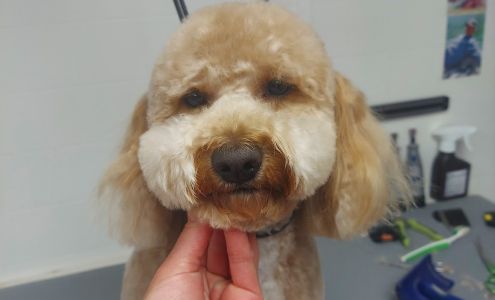 Tooele Valley Pet Grooming 3869 N 570 W, Erda Utah 84074