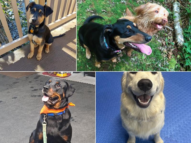 Sunny Lane Canine Academy