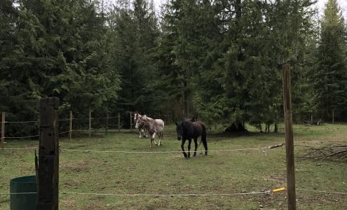 Black Forest Stables Inc Black Diamond