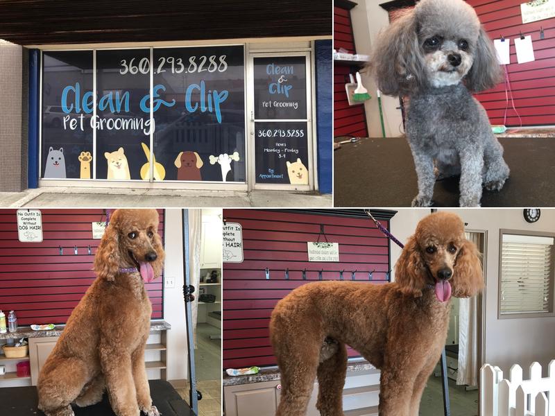 Clean and Clip Grooming
