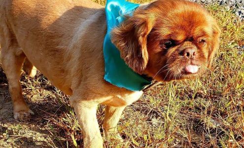 Classic Cuts Grooming Salon