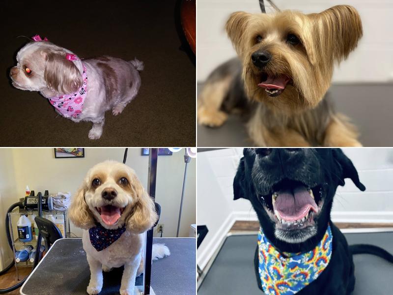 Hair of the Dog Pet Designs