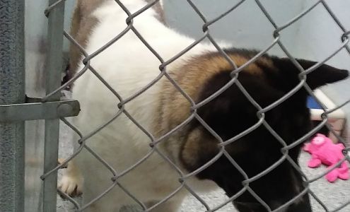 Marshall County Animal Shelter Moundsville