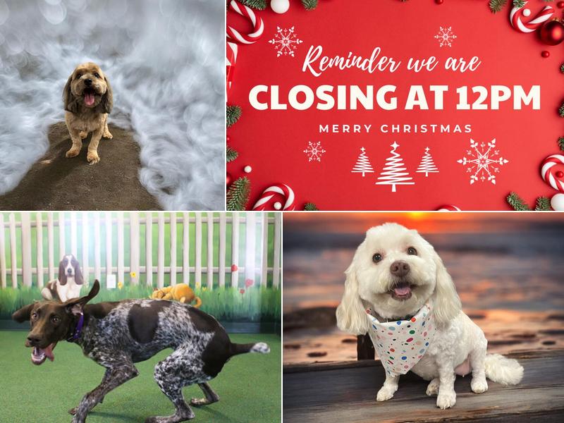 Paw Spa and Retreat at Shenandoah Veterinary