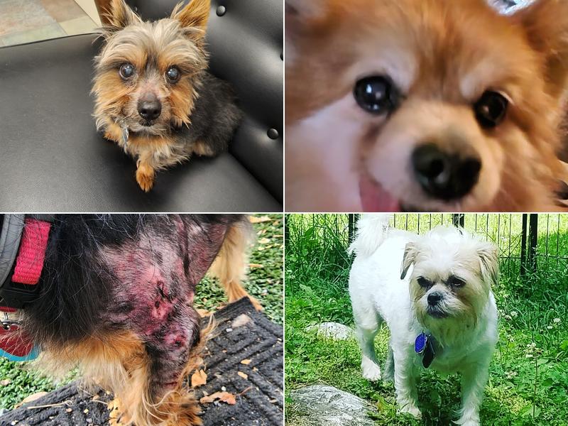 Berkeley K-9 School For Dogs