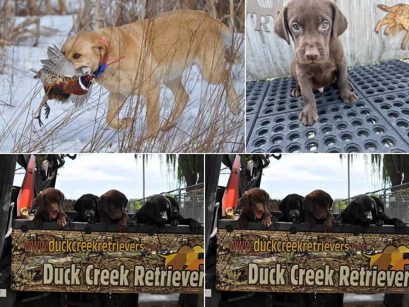 Duck Creek Retrievers, L.L.C.