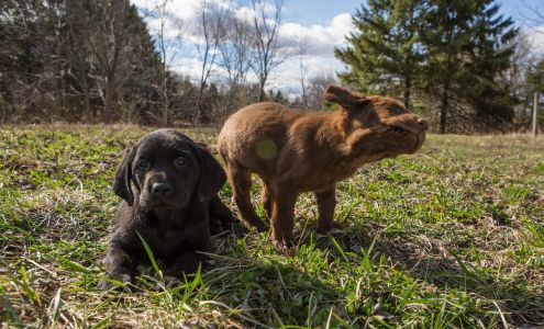 Soggy Acres Retrievers