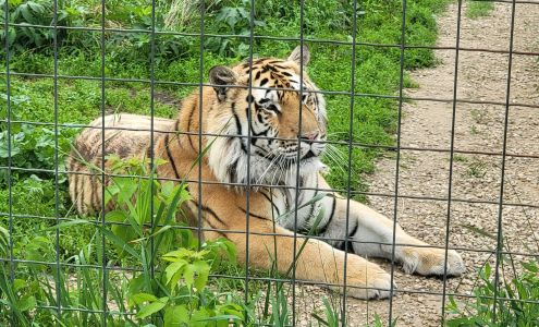 Wisconsin Big Cat Rescue Rock Springs