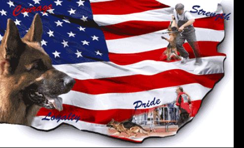 Roche's German Shepherds For Sale in Wisconsin, Illinois and Iowa East Troy