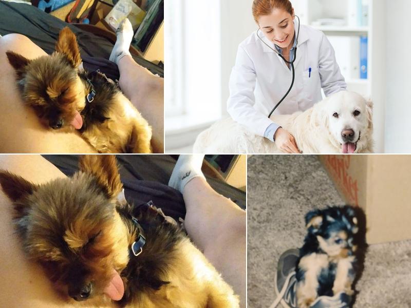 Tru North Veterinary LLC