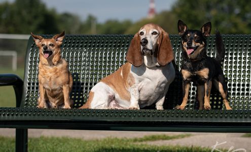 Go Over Rover Dog Training LLC