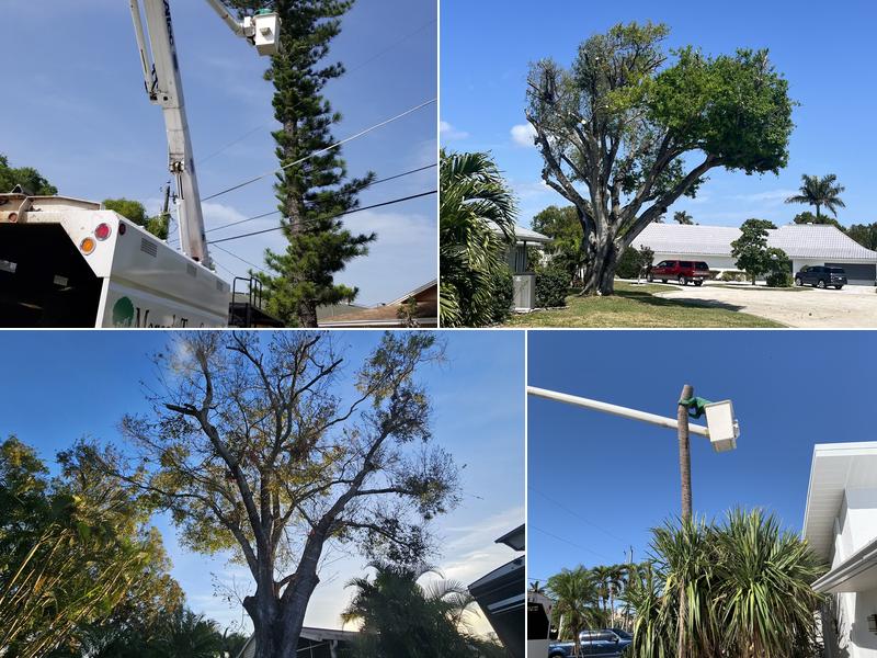 Marco Tree Service , LLC