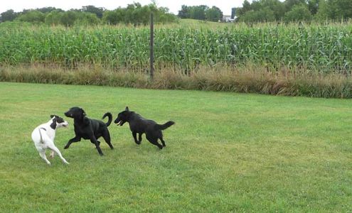 Chesterfield Boarding Kennel 5641 Old Hwy 92, Evansville Wisconsin 53536