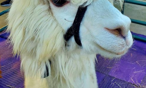 Inukshuk Alpaca Menagerie & Country Shoppe Campbellsport