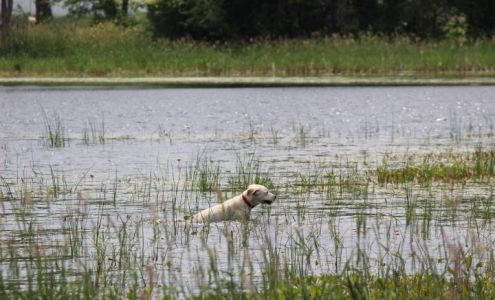 Countryside Retrievers Watertown