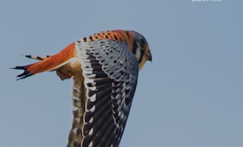Kestrel Medical