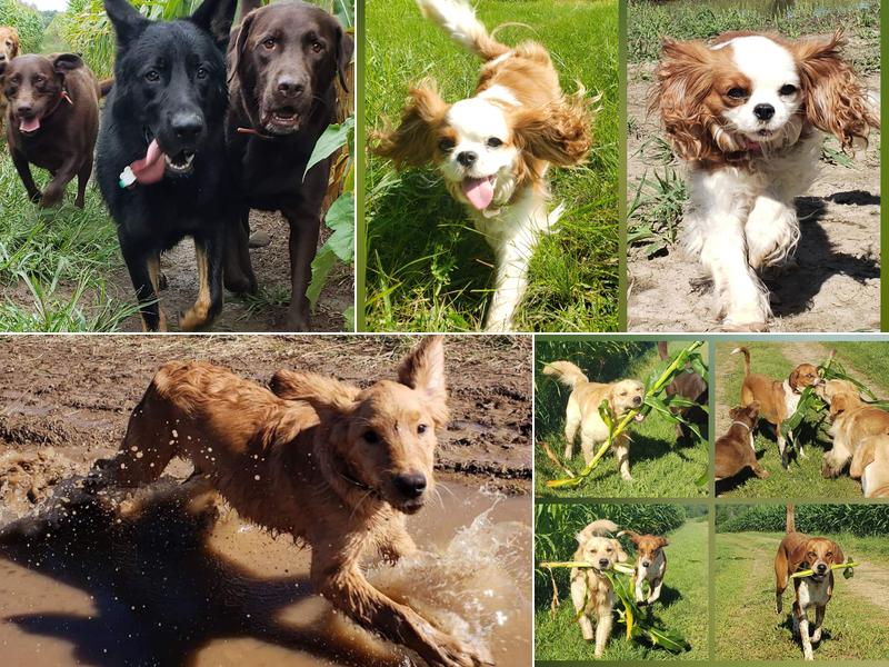 Loyal Dog Boarding and Day Care