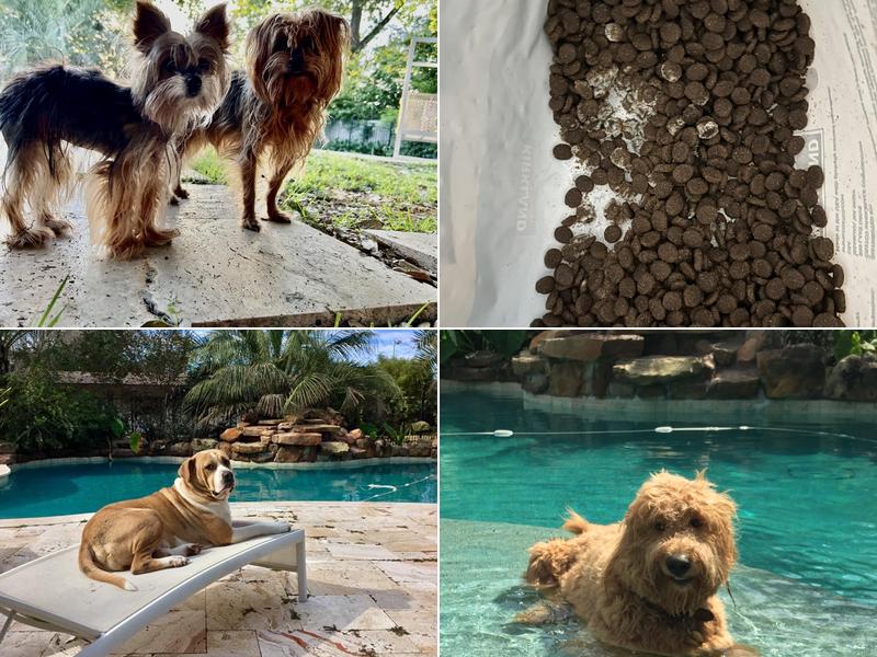 Cloud 9 Canine Cabins