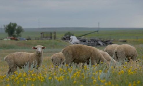 Ledingham Livestock Carr