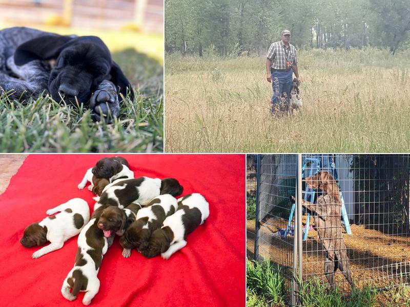 Quint Valley Gun Dogs