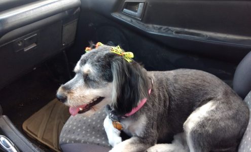 Diana's Grooming & Boarding 460 AR-21, Berryville Arkansas 72616