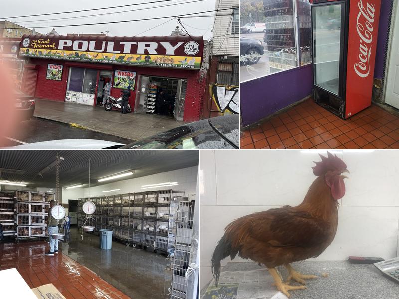 Casablanca Poultry Market