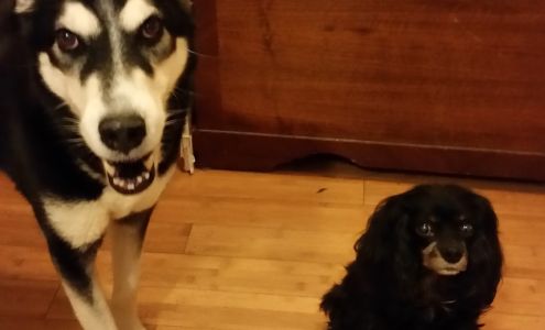 Petletariat Pet Services