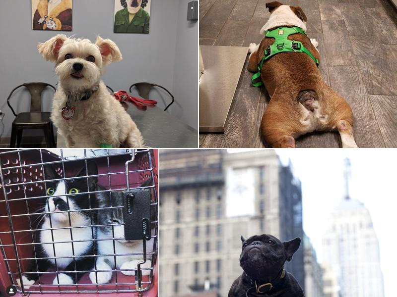 The Vet Set Carroll Gardens