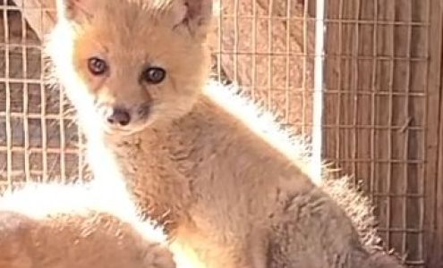 Frisky's Wildlife & Primate Sanctuary Woodstock