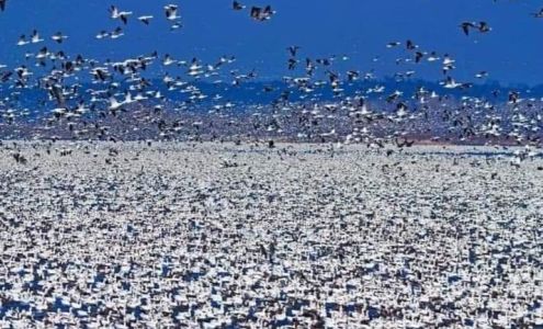 Leg Iron Outfitters & Lodging Biggers