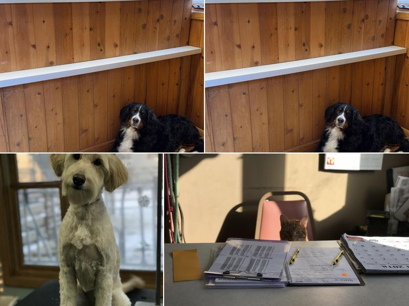 Black Brook Boarding and Grooming Kennel