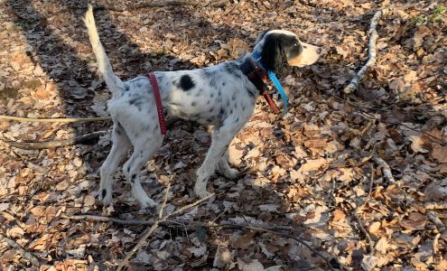 high brass sporting dogs and guide service